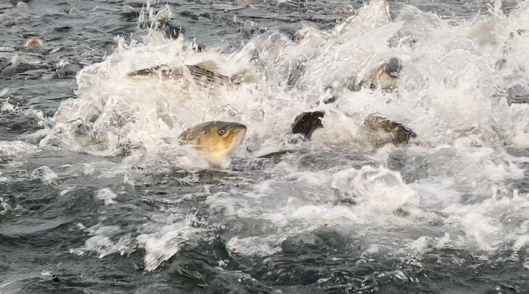 Striped Bass Blitz