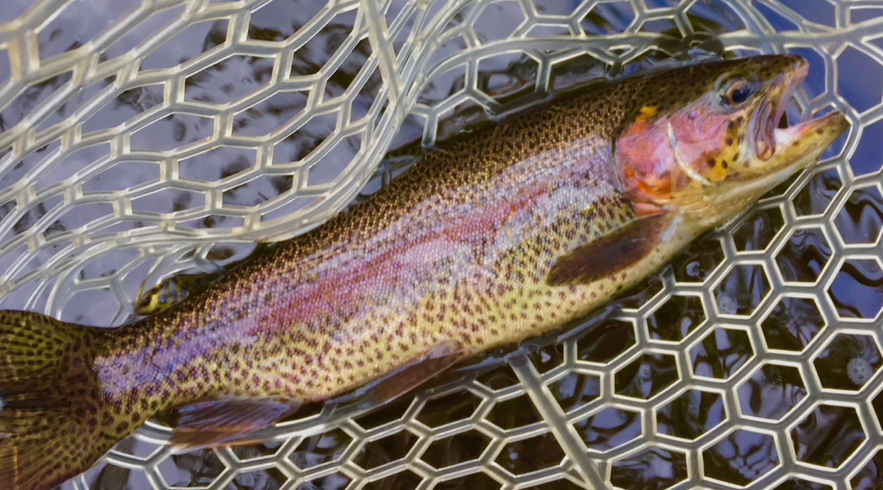 Spring Trout Fishing Guide: Tips For All Anglers