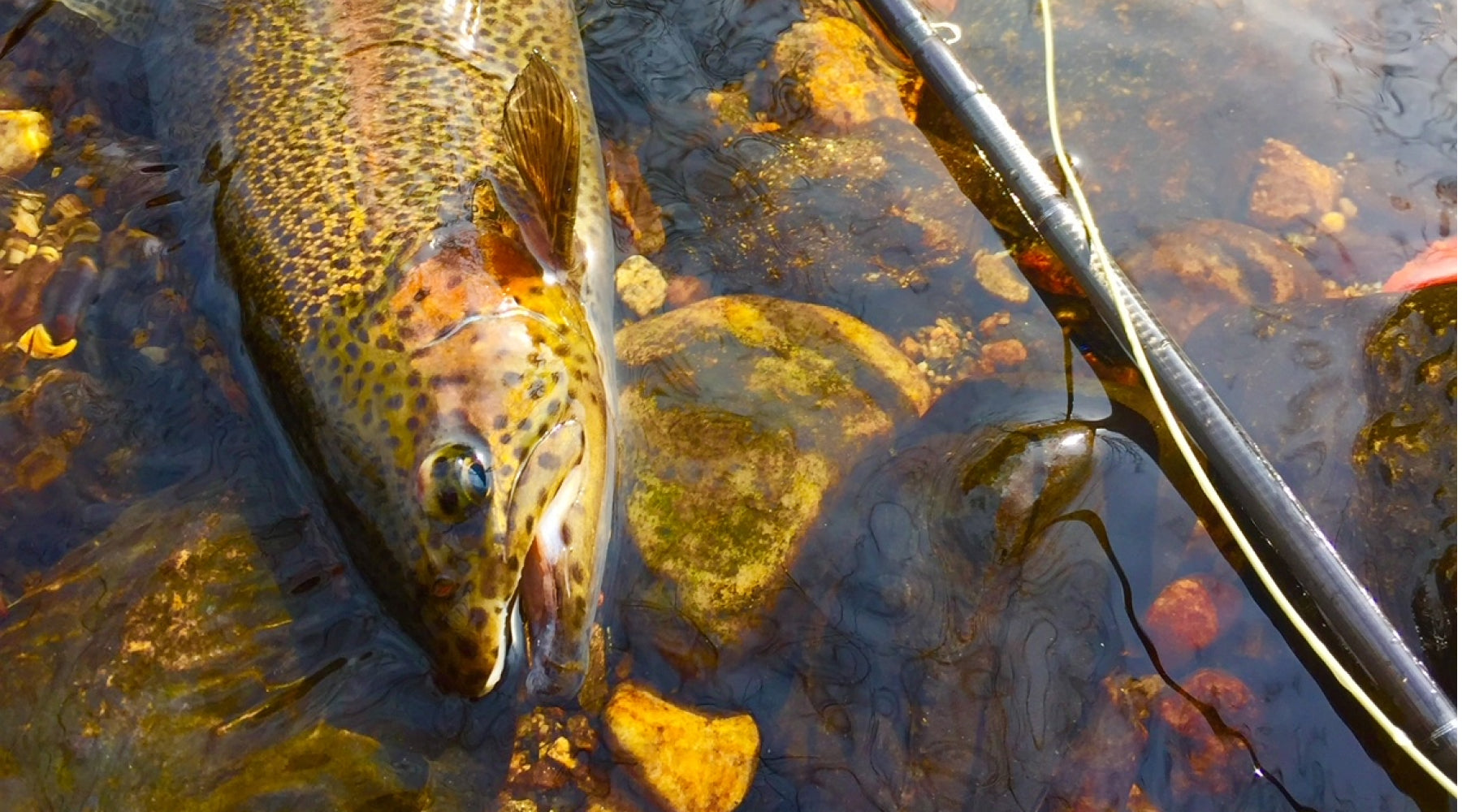 The Compleat Guide to Northeastern Fly Fishing Trout Tactics - The