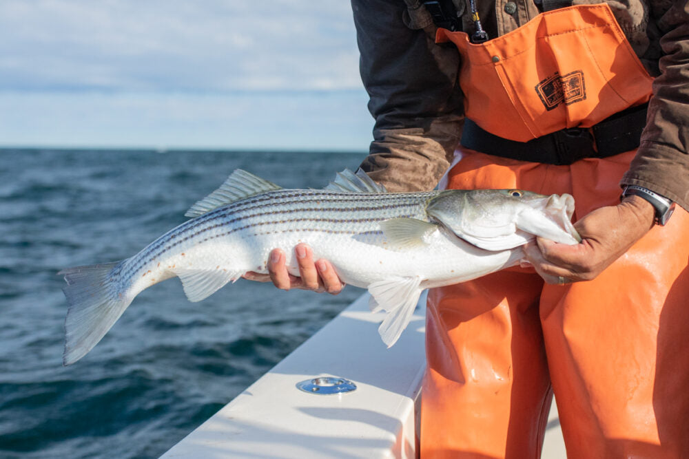 The Gift of Striped Bass & Bluefish on Cape Cod - The Compleat Angler