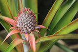 Hawaii Made - Blog - How to Grow a Pineapple