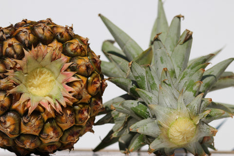 Hawaii Made - Easy Steps to Grow a Pineapple - Blog