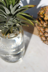 Hawaii Made - Talk Story - How to grow a pineapple
