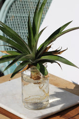 Hawaii Made - Blog - Easy Steps to Growing a Pineapple