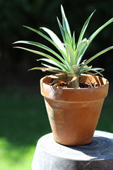 Hawaii Made - Blog - How to Grow a Pineapple