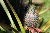 Hawaii Made - Blog - How to Grow a Pineapple