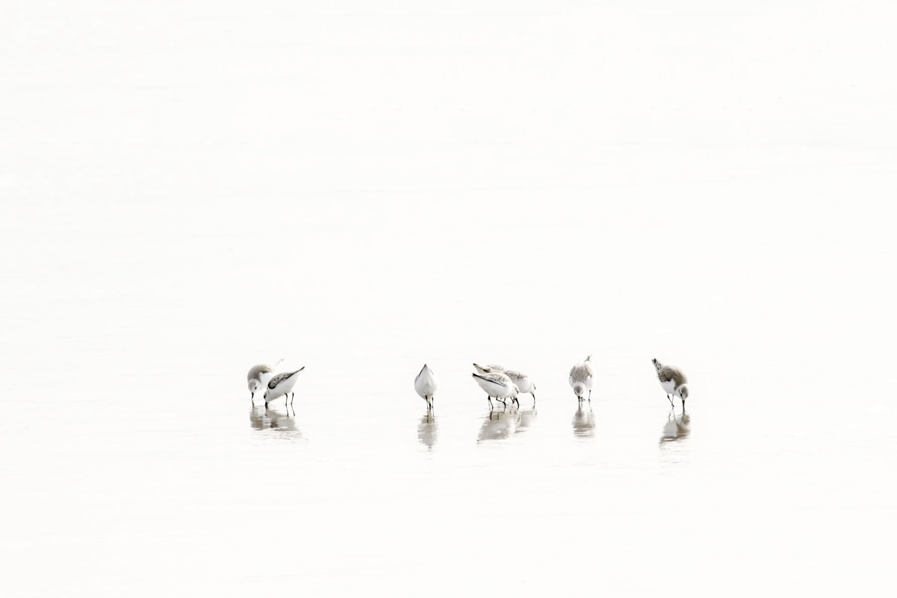 Sandpipers No. 1