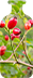 Rosehip Oil