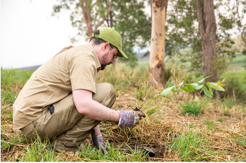 man working in the field at a koala sanctuary