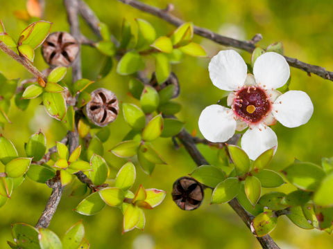 Manuka flower where manuka oil comes from