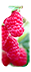 Organic Raspberry Oil