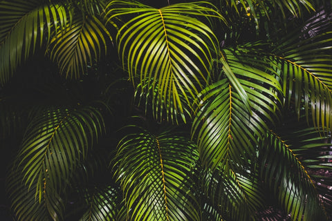babassu palm tree leaves