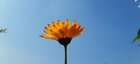 calendula flower