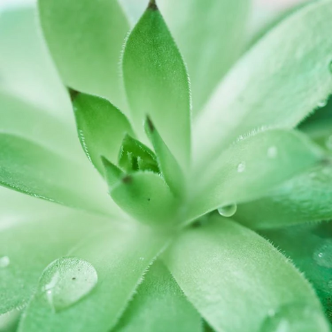 Aloe Barbadensis plant