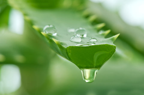 aloe plant used for vegan skin care