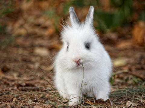 white bunny eating grass