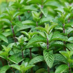 Most Common Essential Oils [Peppermint]