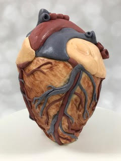 Beth Meyer anatomical heart