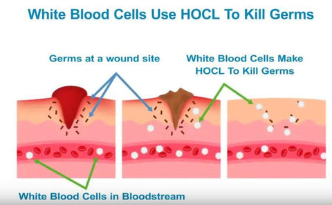 hocl bloodcell