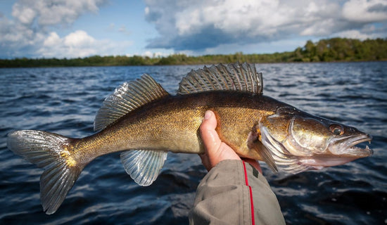 FALL FISHING LAKE WALLEYES