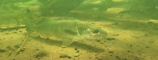 spring walleye 