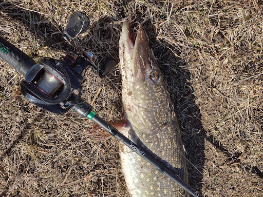 Important Information about Pre-spawn River Pike Fishing