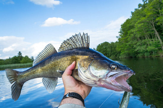 Fall Walleye Fishing in the River Attention