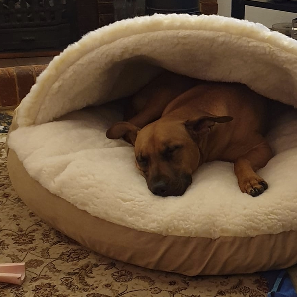 Snoozer Cozy Cave Dog Bed