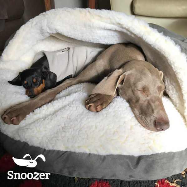 Dogs Loving their Cozy Cave® Dog Bed