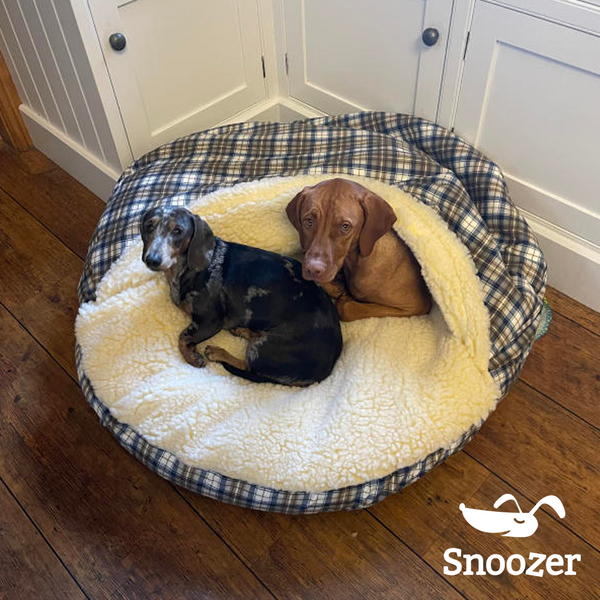 Vizsla Shares Cozy Cave® Dog Bed with Her Sister