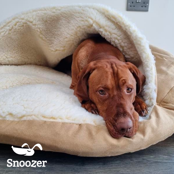 Hungarian Vizsla in Snoozer Cozy Cave Dog Bed