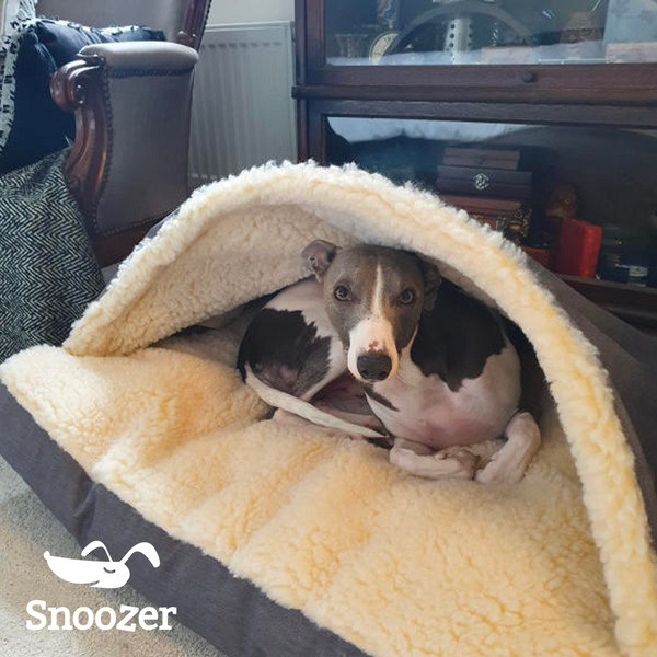 Whippet in Snoozer Cozy Cave Dog Bed