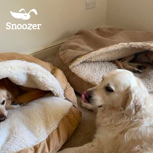 Golden Retrievers in Snoozer Cozy Cave® Dog Beds