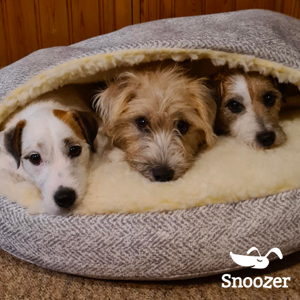 Three Parsons in a Snoozer Cozy Cave® Dog Bed