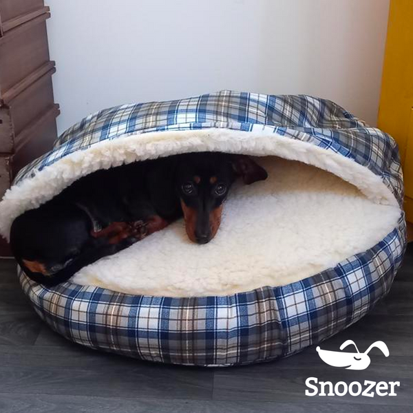 Dachshund in Snoozer Cozy Cave® Dog Bed