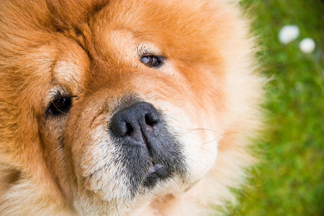 small fluffy dog that looks like a bear