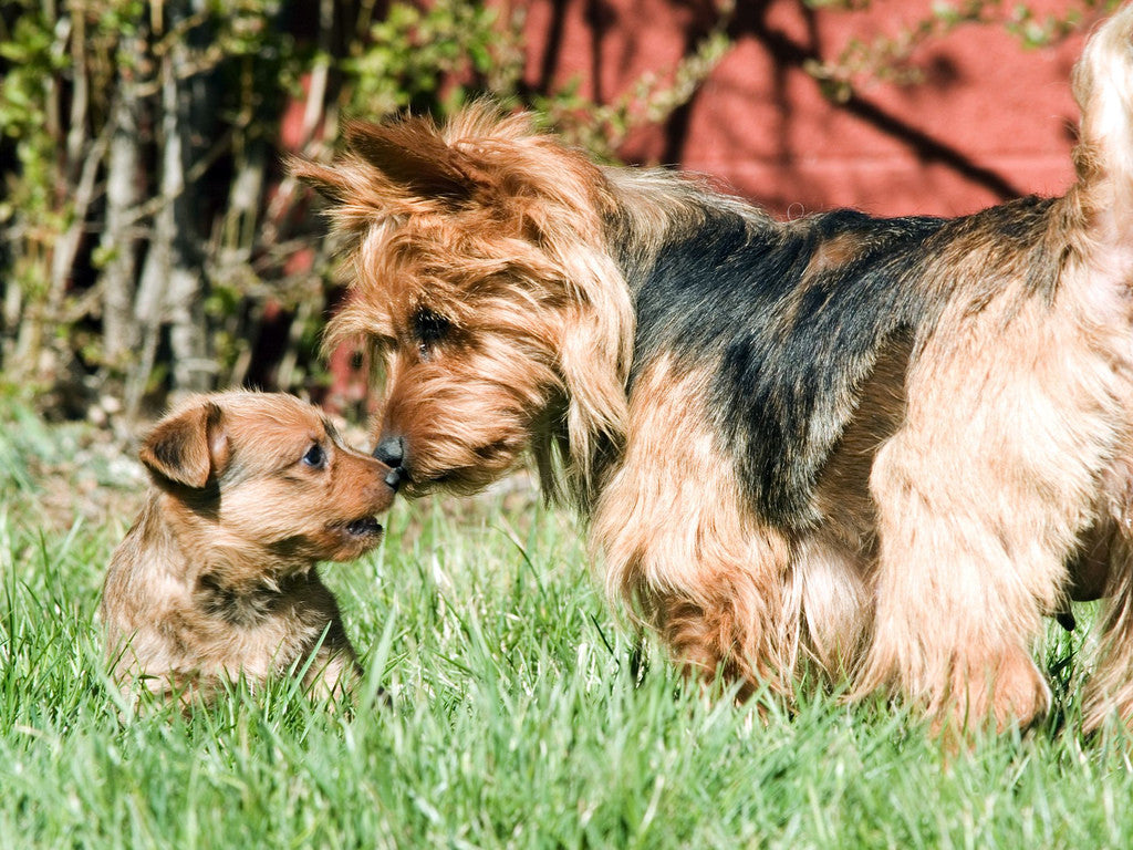 australian silky terriers