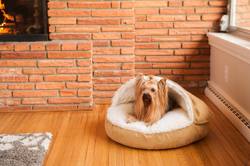 small dog in snoozer cozy cave