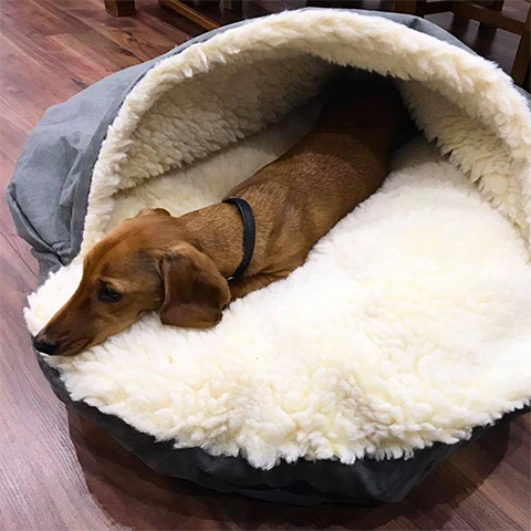 Best Dog Beds for Dachshunds - Snoozer UK