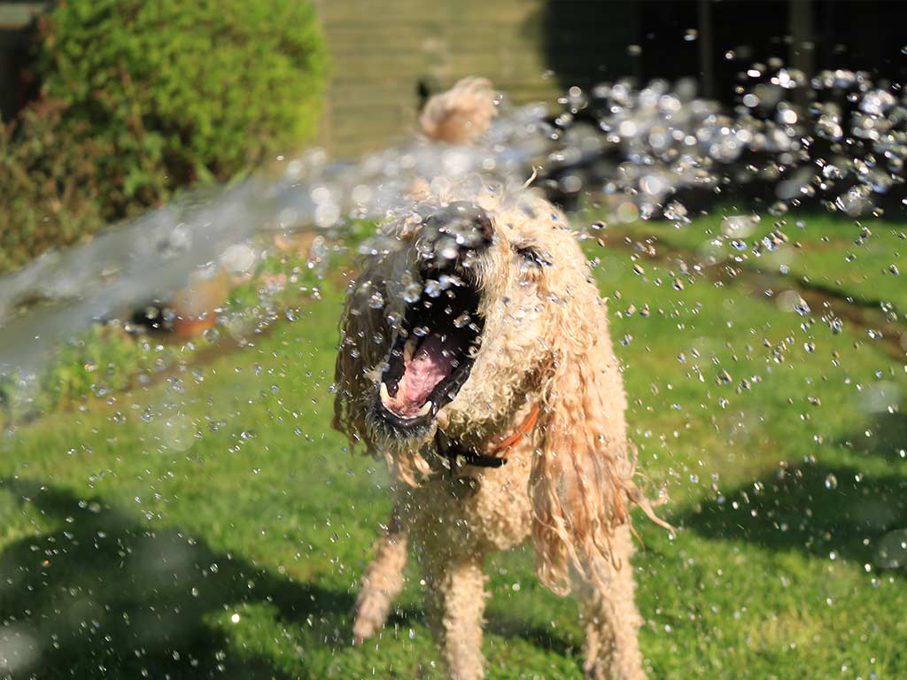 Dog playing with water