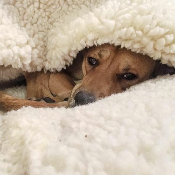 Snoozer Cozy Cave Dog Bed