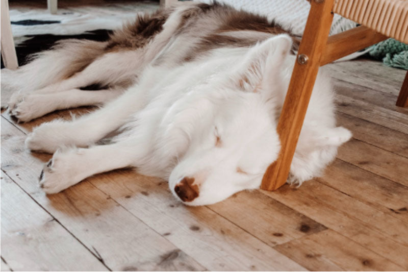 Keeping Dogs Cool - Dog on Wood Floor