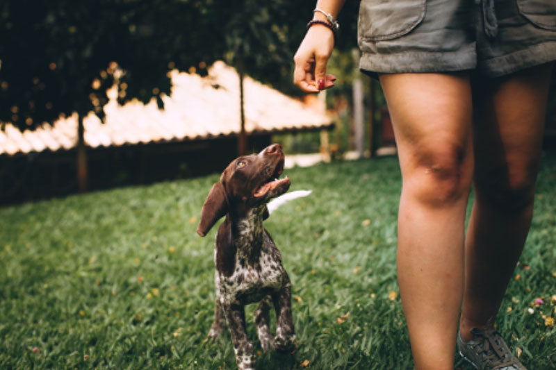 Keeping Dogs Cool - Dog on Walk