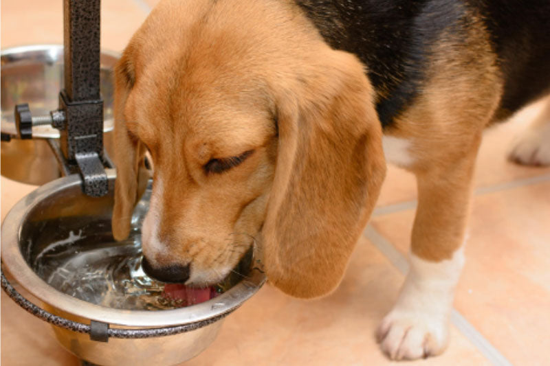 Keeping Dogs Cool - Dog Drinking from Water Bowl