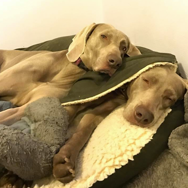 Snoozer Cozy Cave Dog Bed