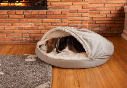 dog inside snoozer dog bed