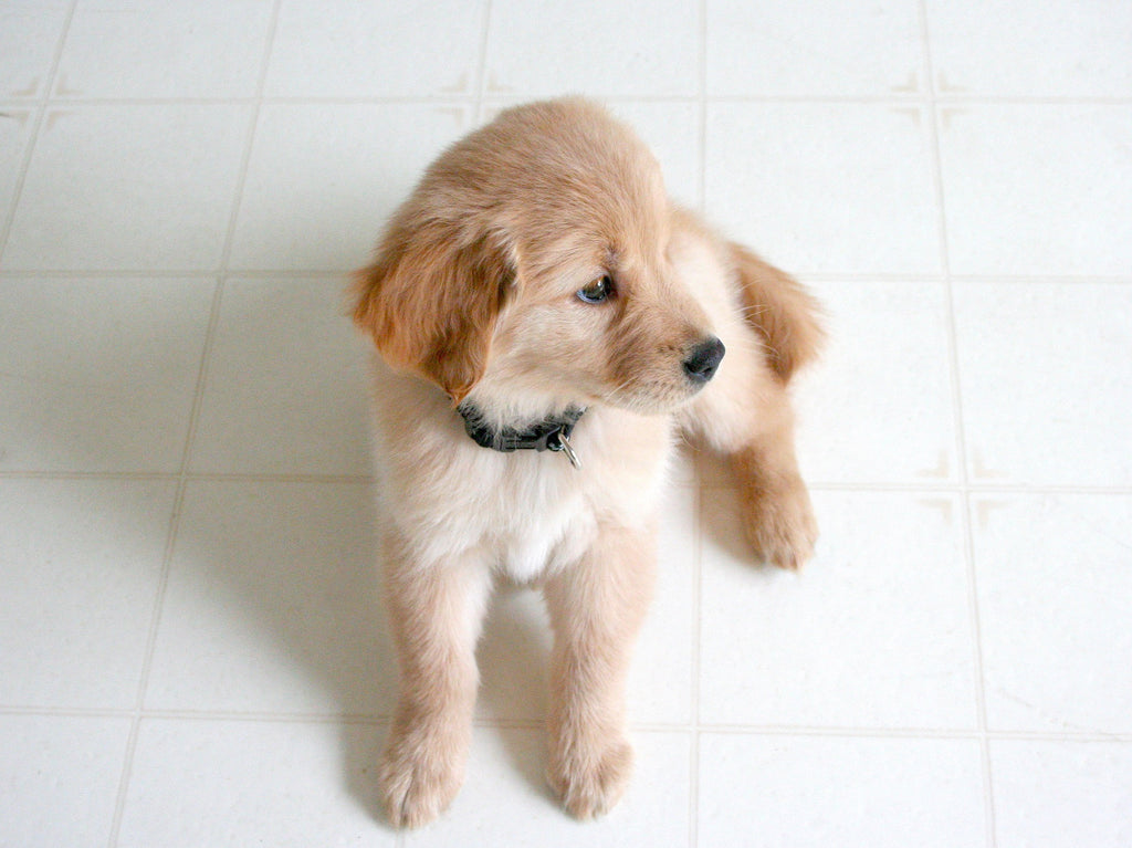 golden lab puppy