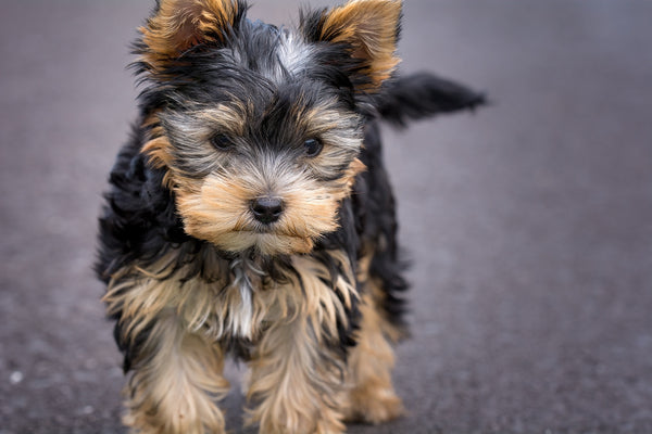 yorkshire terrier puppy