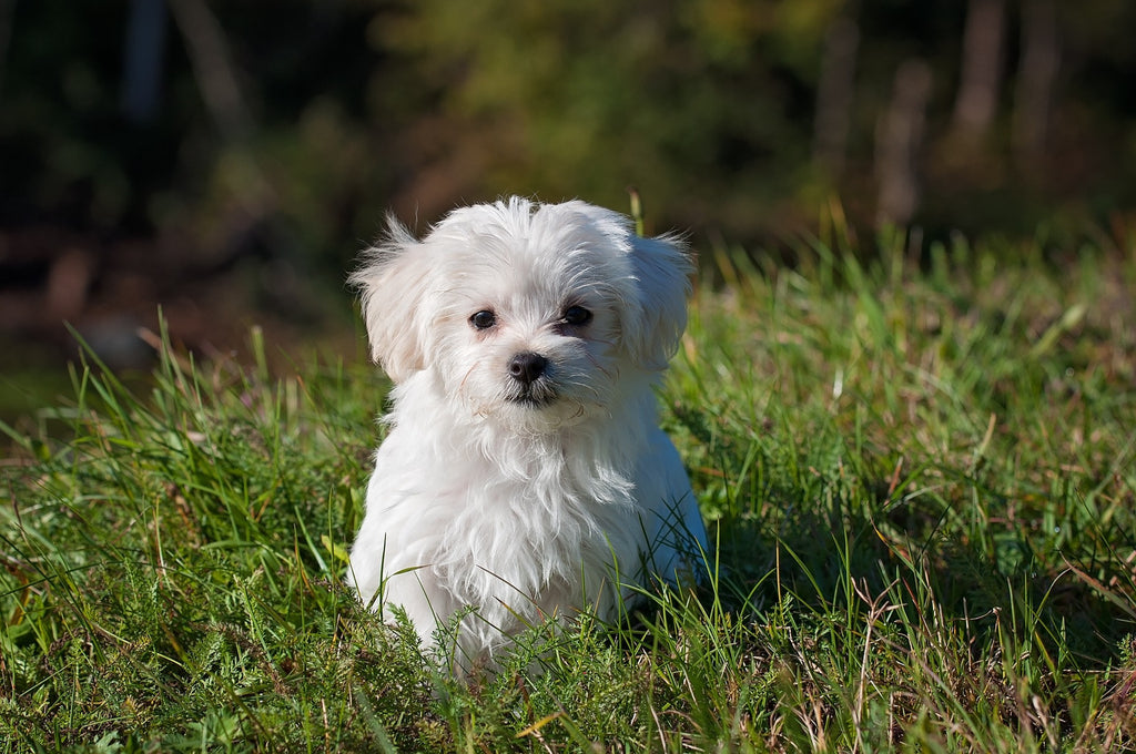 small white dog