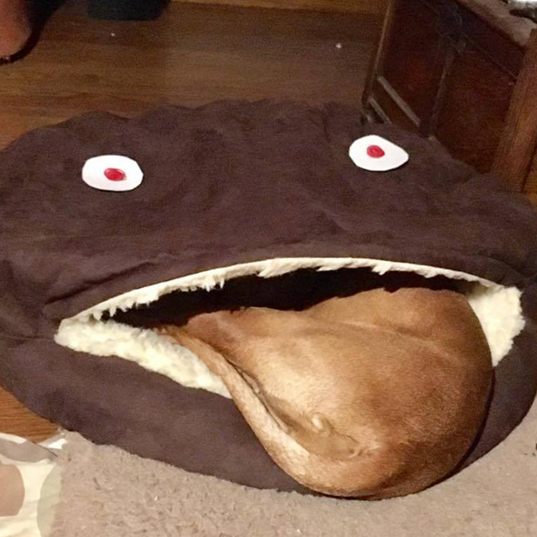 Snoozer Cozy Cave Dog Bed